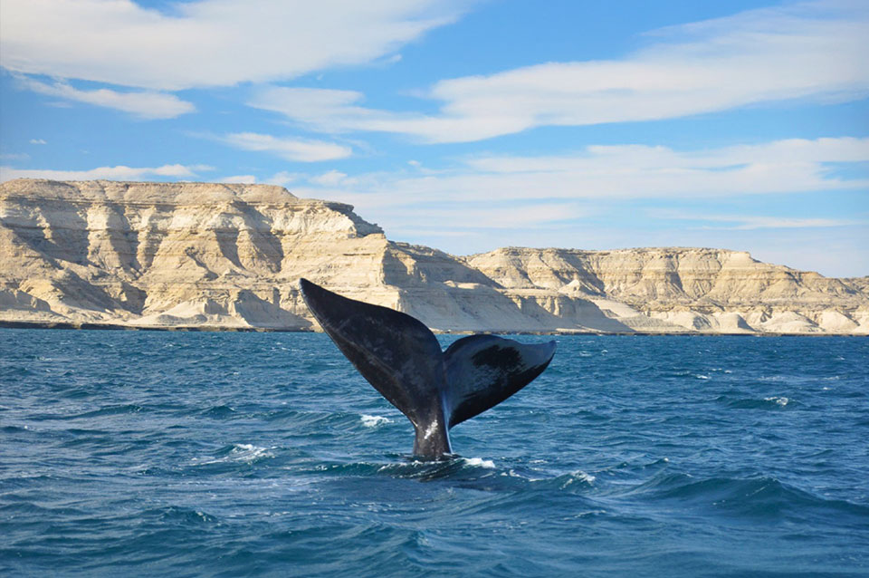 Glaciares y Puerto Madryn