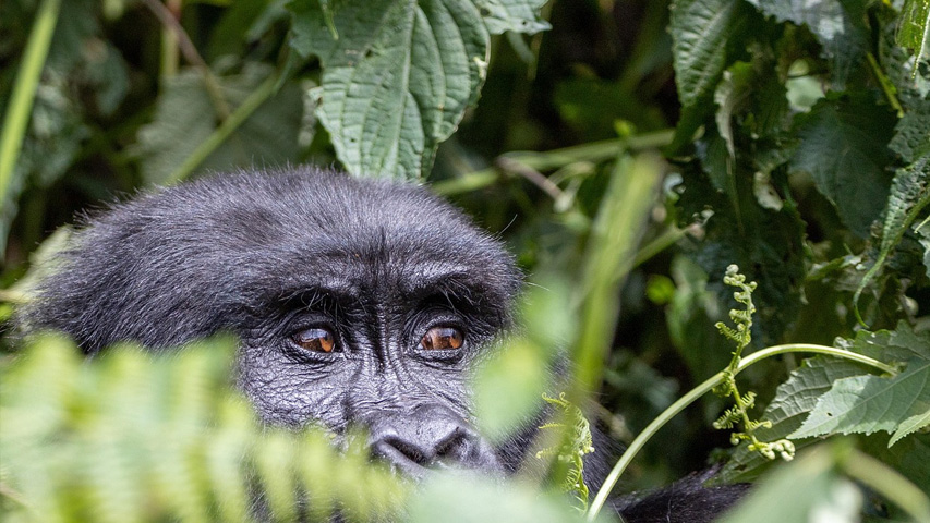 Uganda Grandes Primates