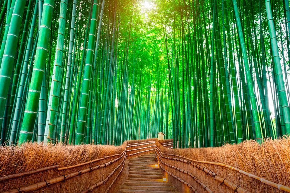 Camino de Kumano