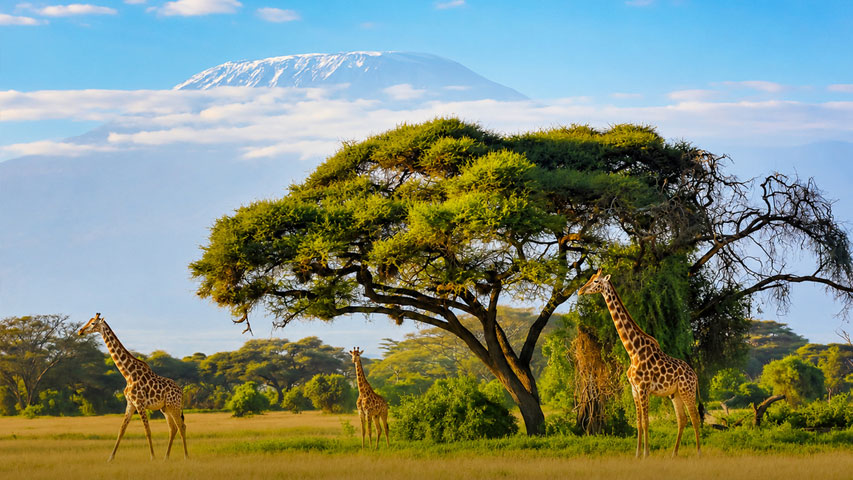 Kenia y Tanzania Completos